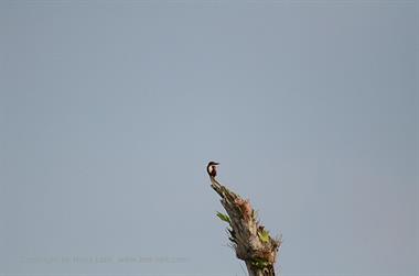 Periyar Lake N.P., ThekkadyDSC_7578_H600